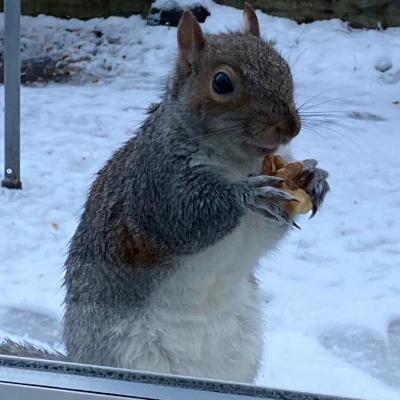 Squirrel eating a walnut, watching me from the conservatory